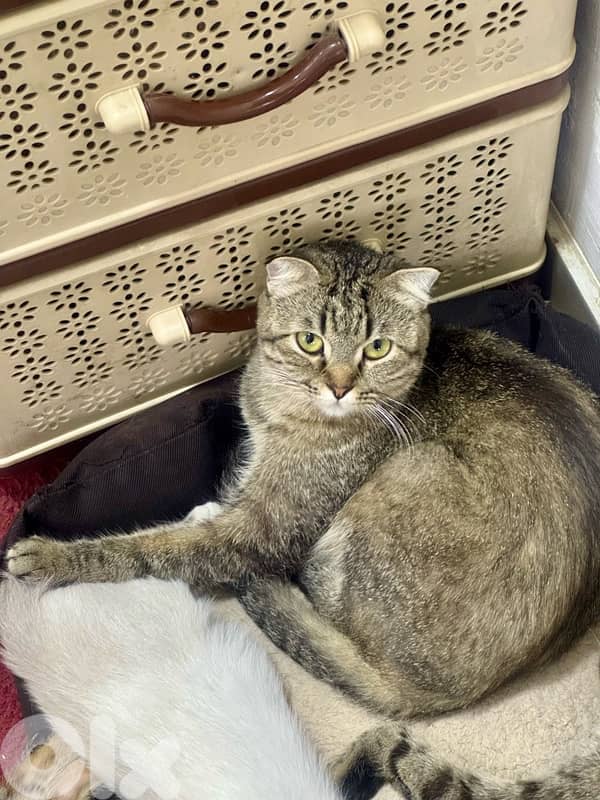 قطط للبيع kittens and adults 12