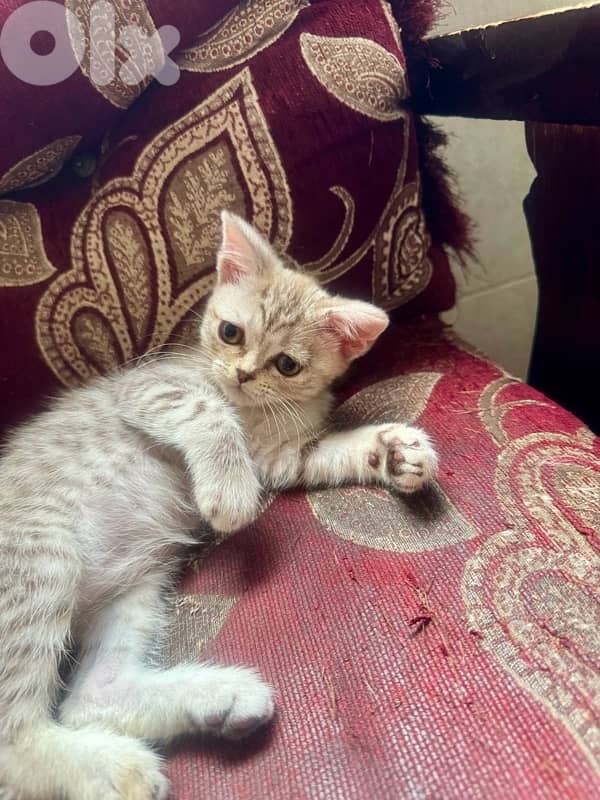 قطط للبيع kittens and adults 13