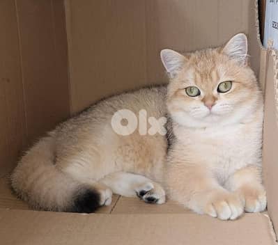 بيروت تلة الخياط