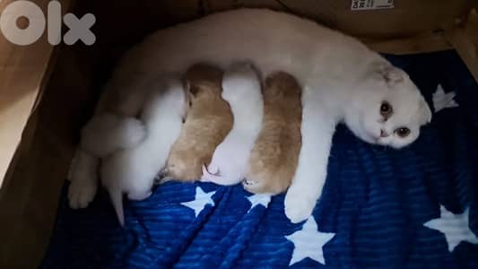 بيروت تلة الخياط