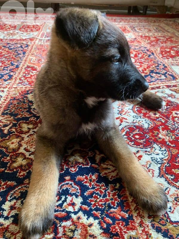 79173819 for more info 1