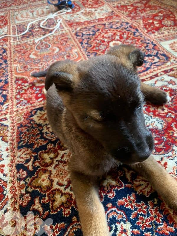 79173819 for more info 2