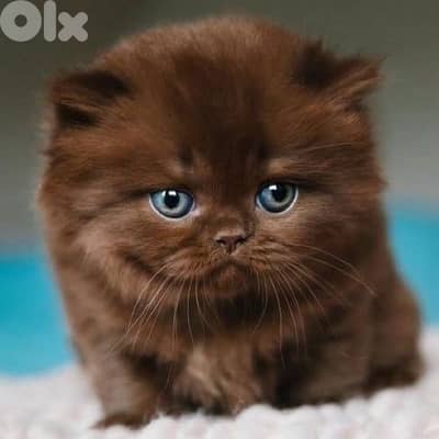 brown scottish and british