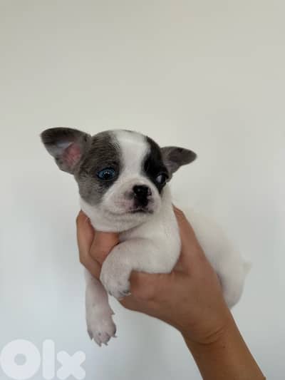 rare chihuahua puppy for sale