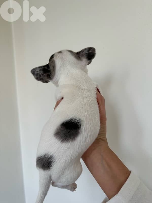 rare chihuahua puppy for sale 1