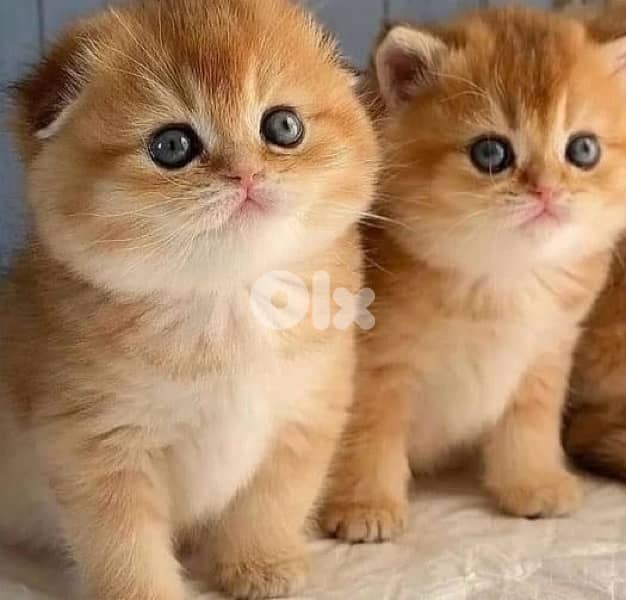 scottish gold 70485808 1