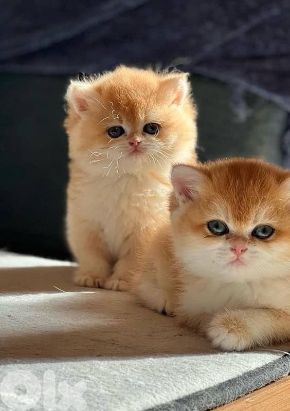 scottish gold 70485808 2