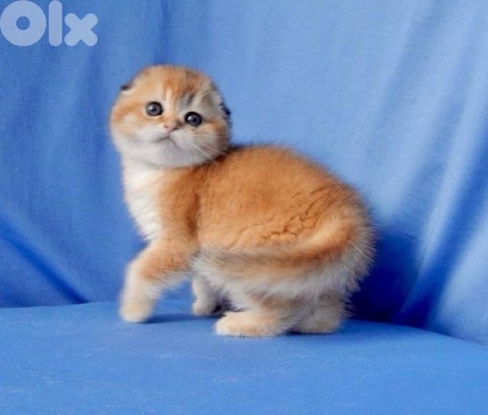 scottish gold 70485808 3