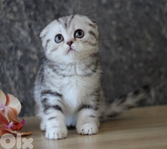 scottish gold 70485808 4