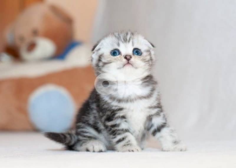 scottish gold 70485808 5