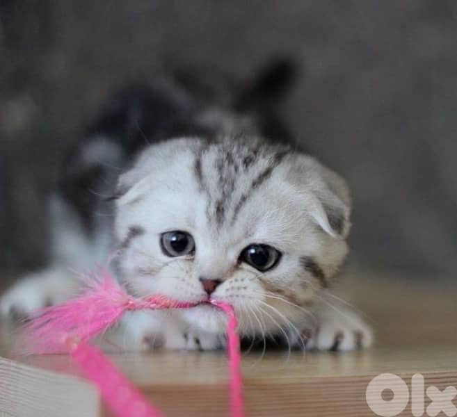 scottish gold 70485808 6