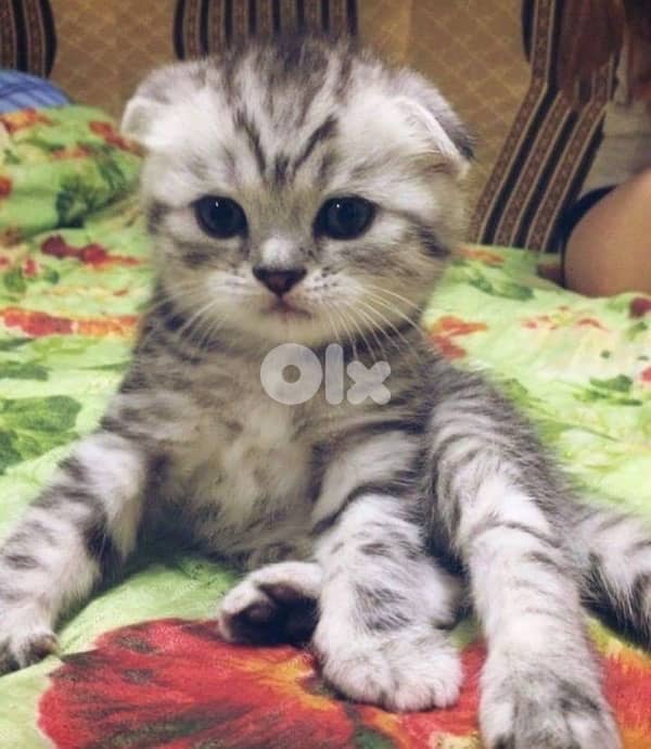 scottish gold 70485808 7