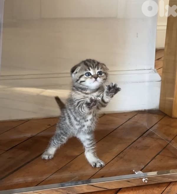 scottish gold 70485808 8