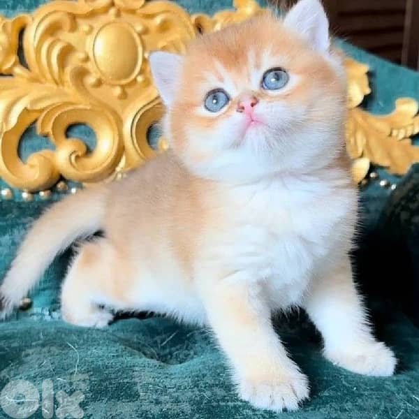 scottish gold 70485808 9