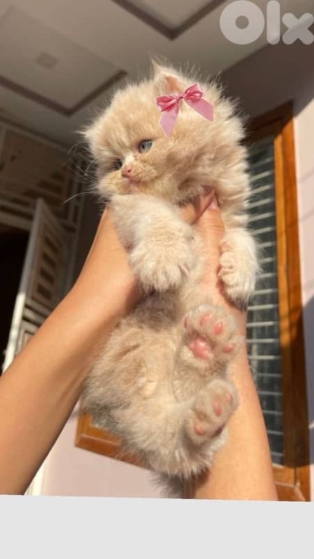 scottish gold 70485808 10