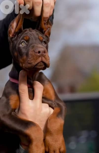 doberman European