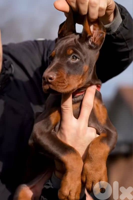 doberman European 2