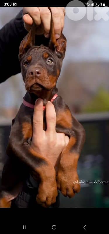 doberman European 3
