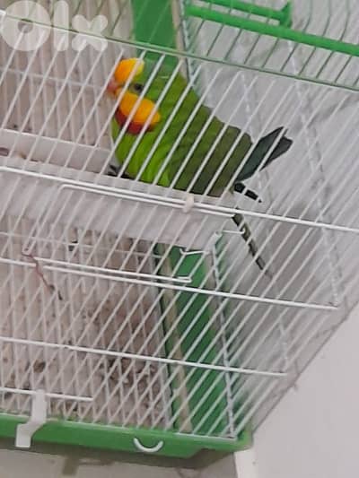 جود ذكر برابند