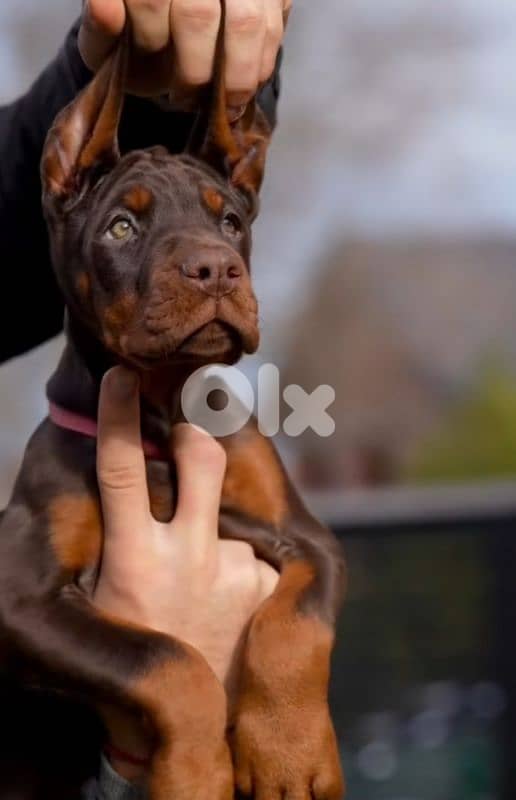 doberman European 3