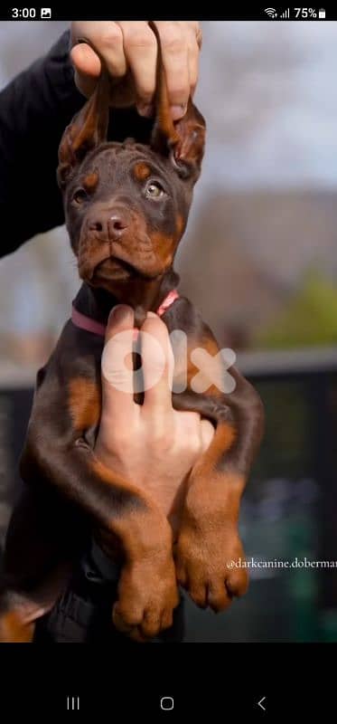 doberman European 4