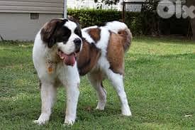Best saint bernald