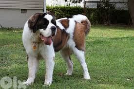 Best saint bernald stuff