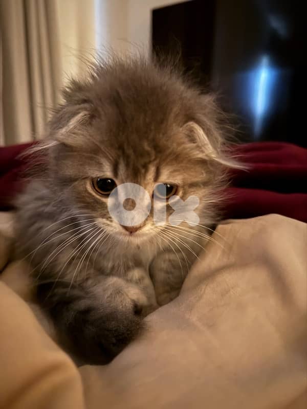 200 silver tiger Scottish fold 3