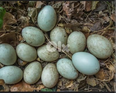للبيع بيض بط خضري وموسكوفي