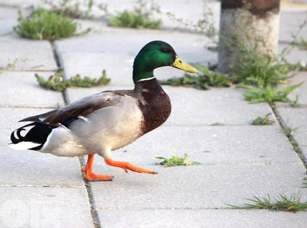 للبيع بيض بط خضري وموسكوفي 1