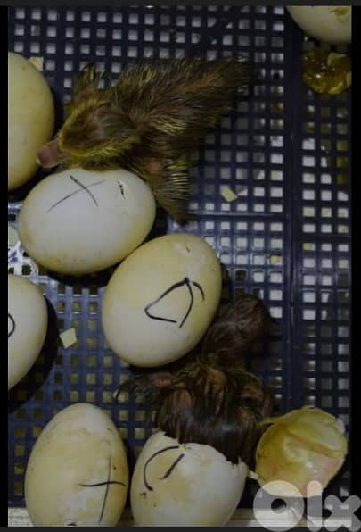 للبيع بيض بط خضري وموسكوفي 2