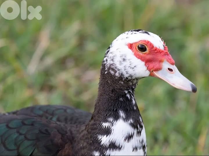 للبيع بيض بط خضري وموسكوفي 3