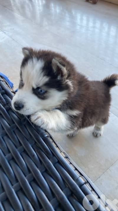 Siberian Husky pure bred
