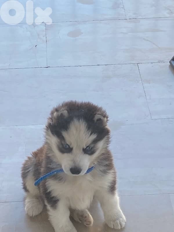Siberian Husky pure bred 1