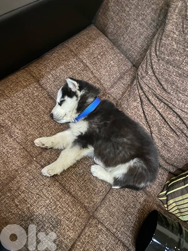 Siberian Husky pure bred 2