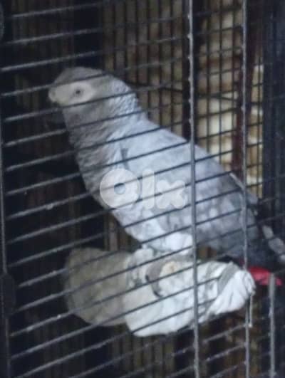 ببغاء كاسكو اليف / African grey parrot  موجود