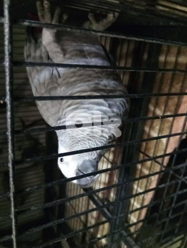 ببغاء كاسكو اليف / African grey parrot  موجود 4