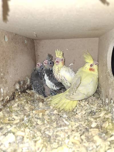 فراخ كوكتيل وجوز كونيور