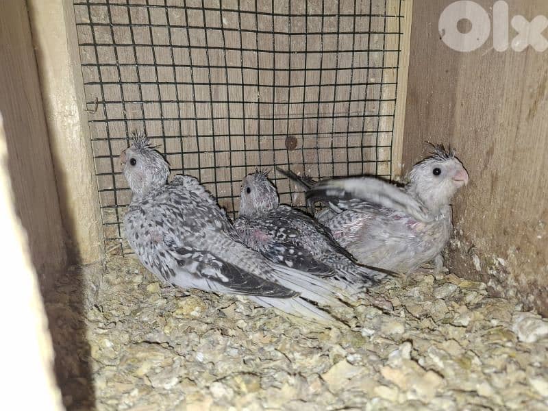 فراخ كوكتيل وجوز كونيور 1