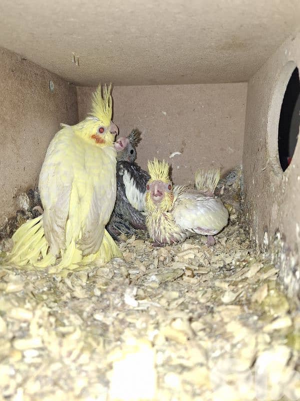 فراخ كوكتيل وجوز كونيور 2