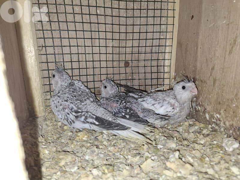 فراخ كوكتيل وجوز كونيور 3