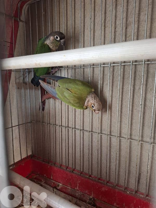 فراخ كوكتيل وجوز كونيور 4