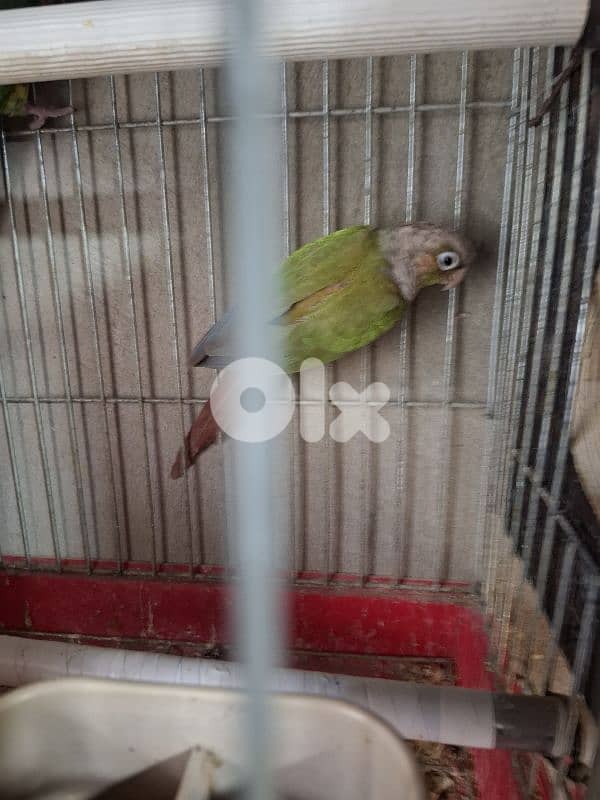 فراخ كوكتيل وجوز كونيور 6