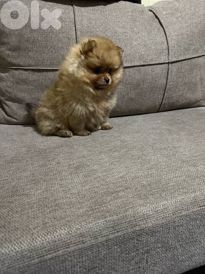 Pomeranian puppies (teacup)