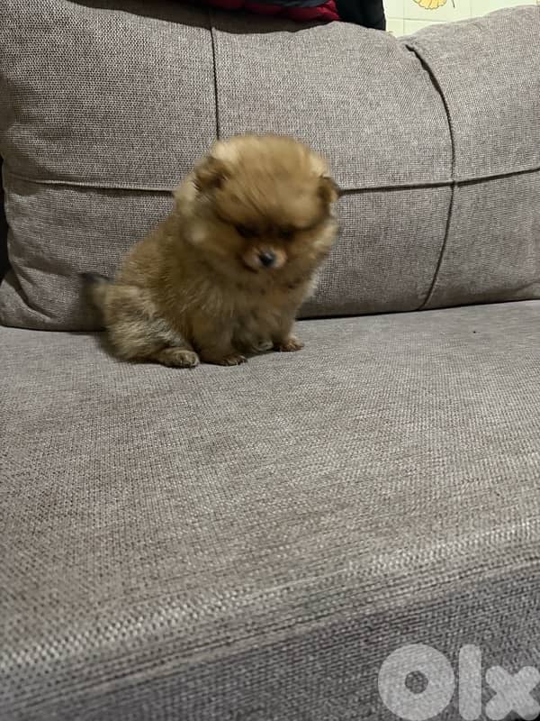 Pomeranian puppies (teacup) 1