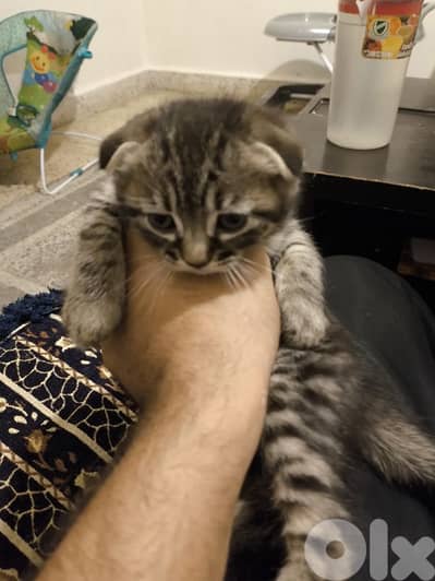 2 kittens scotish fold