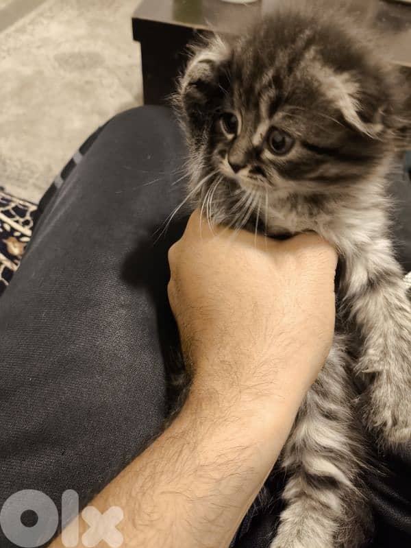 2 kittens scotish fold 1