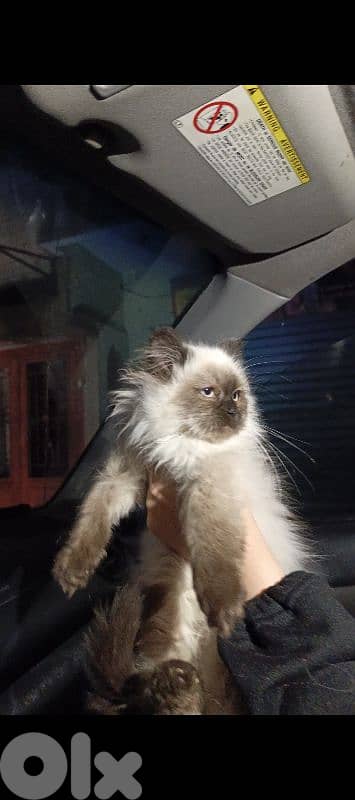 Himalayan & British chocolate & highland brown