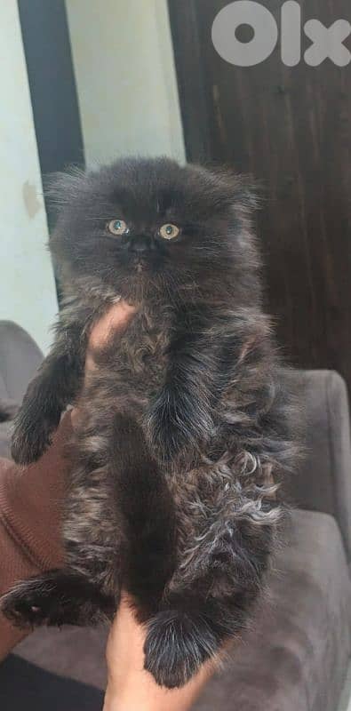 Himalayan & British chocolate & highland brown 1