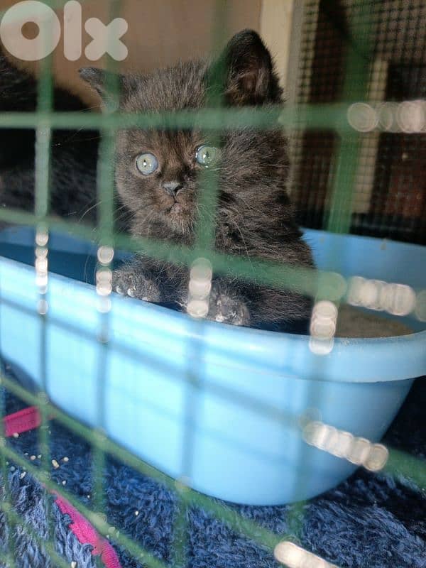 Himalayan & British chocolate & highland brown 3